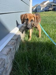 2 blue tick coonhound/retriever puppies for sale