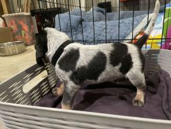 Bluetick Coonhound puppy for sale...