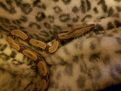 Centeral American Red Tail Boa