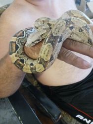 I have a Columbian red tail boa