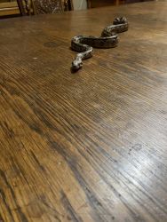 Central American boa with tank