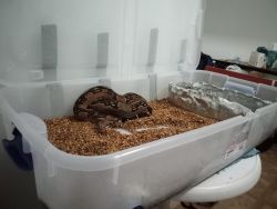 4.5 ft Columbian Red Tail Boa