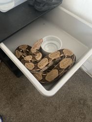 Hypo Colombian red tail boa