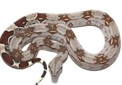 Red tail boa