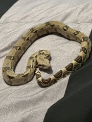 Colombian Red Tail Boa