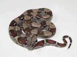 Red tail Boa