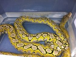 exotic boa python for sale