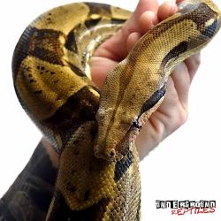 4-5 Foot Colombian Redtail Boa