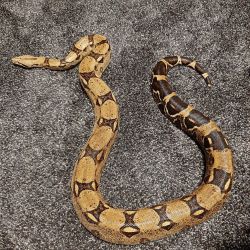 Adult Female Boa Constrictor