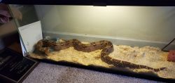 5ft long red tail boa constrictor