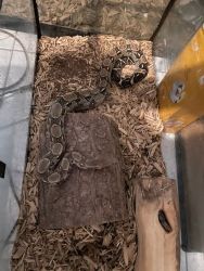 Red tail boa constrictor