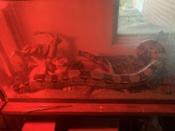 Columbian female red-tailed boa constrictor for sale