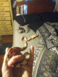 Baby red tailed boa