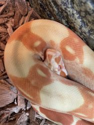 Sharp SunGlow Rose Pastel Boa - For Sale