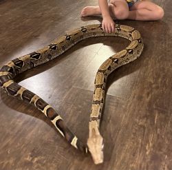 6ft Boa Constrictor