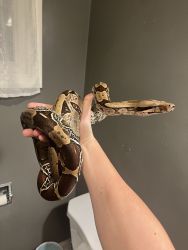 Red Tail Boa -4 Year Old Female Suriname Red Tail Boa