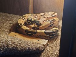 Red tail Columbian Boa 9 years old