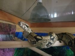 6.5ft boa constrictor
