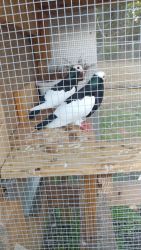 Bernhardin Magpies pigeons