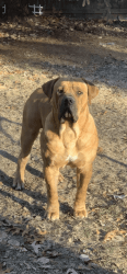 Two South African Boerboels for sale