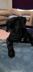 African Mastiff/Boerboel Puppies For Sale
