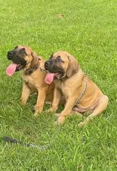 Pure South African Boerboel Pups mom and dad on site