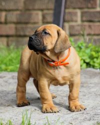 Boerboels puppies available