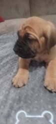 Boerboel puppies ready for their new homes
