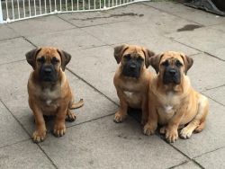 Boerbel Puppies Available