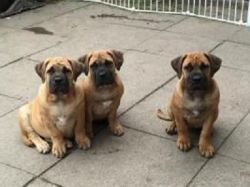 Awesome Male/Female Boerboel puppies