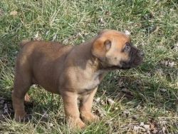 Best-ever Male And Female Boerboel Puppies