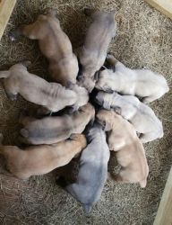 Incredible Boerboel Puppies Ready