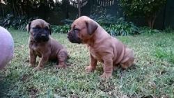 Awesome Male/Female Boerboel puppies.