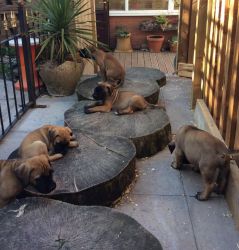 Ready To Go Stunning Boerboel Pups
