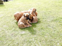 Boerboel Puppies For Sale Share Tweet +1 Pin it