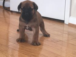 South African boerboel puppies for sale