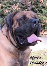 South Africa Boerboel female pup available