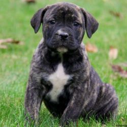 African Boerboel Mix Puppies For Sale