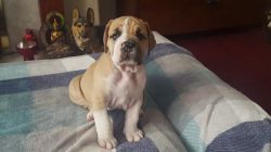 Quality Registered Boerboel Pups Ready Now