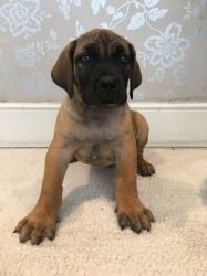 Quality Registered Boerboel Pups Ready Now