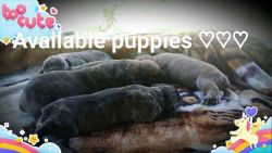 Reverse Brindle an Solid Boys for Sale!! Boerboel Puppies