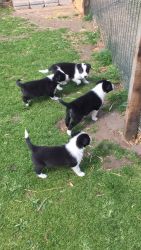 Quality Bob Tail And Long Tail Boxer Puppies