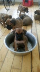 Quality Fully Registered Beorboel Puppies For Sale