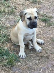 Now Sold!!!! Pedigree Boerboel Puppy For Sale