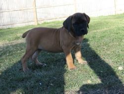 Stunning Boerboel Puppies available now