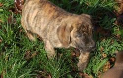 Awesome Friendly Boerboel Puppies
