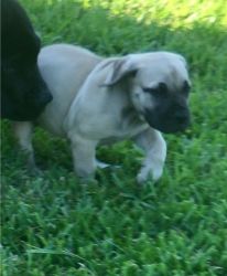Great and Amazing AKC Boerboel Puppies available