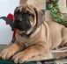 male and female Boerboel pups available