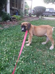 South African Boerboels for sale