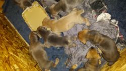 Boerboel puppies for sale